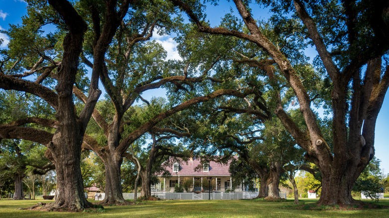 Oakland plantation