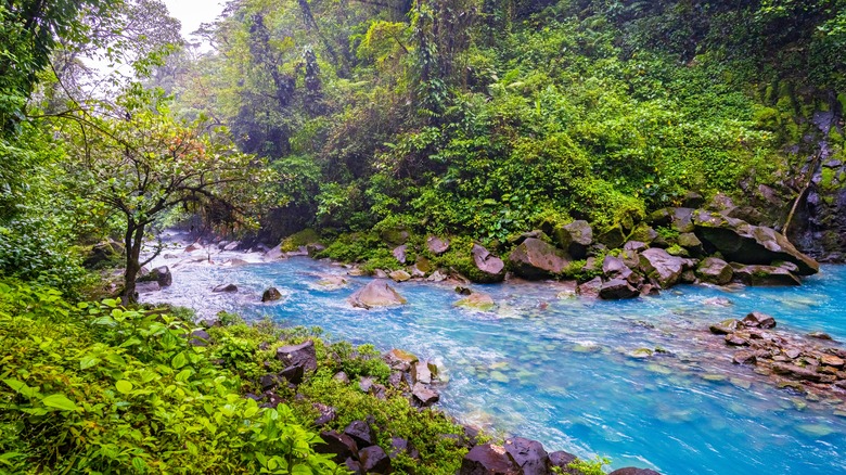 Rio Celeste in brilliant electric blue hues in Tenorio Volcano National Park